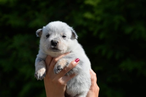 HARRIET - female - 3 weeks old